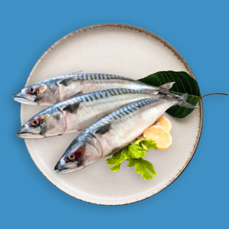 Mackerel